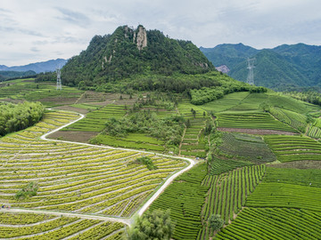 茶叶基地