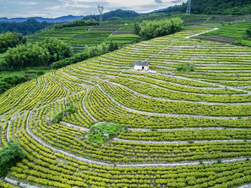 黄金茶基地