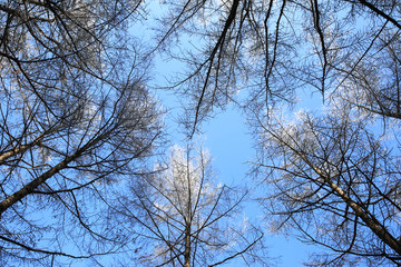 无叶树木 仰视 天空