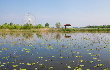 枣阳市玫瑰园