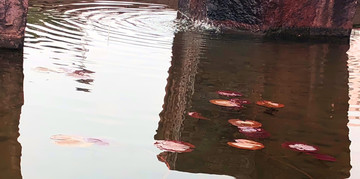 小池塘水波纹