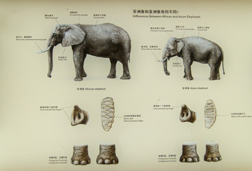 大象结构科普图
