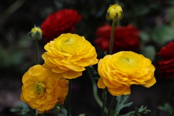 花卉