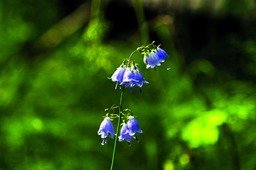 阿尔山国家森林公园 野花