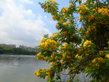 风景