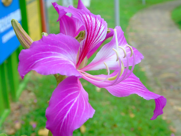 红花羊蹄甲