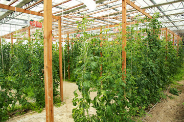 温室番茄 番茄种植