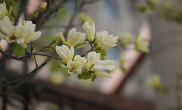 玉兰花 花卉小景