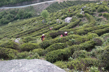 高山茶园