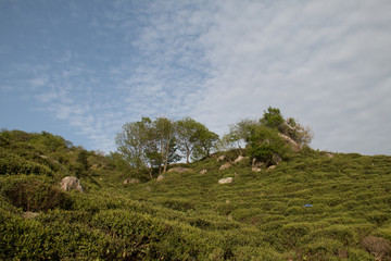 高山茶园