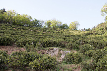 高山茶园