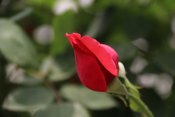 红色花苞