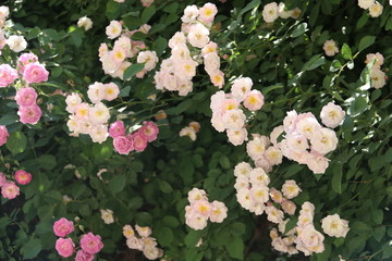 盛开的蔷薇花