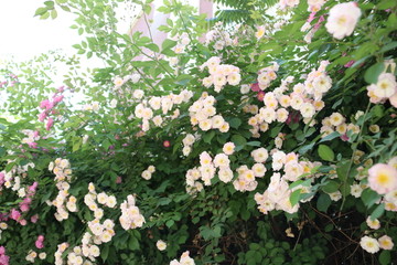 盛开的蔷薇花丛