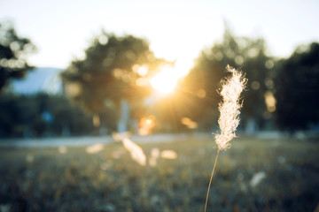 夕阳下的蒲公英