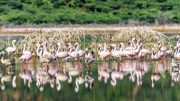 东非肯尼亚博戈里亚火烈鸟群