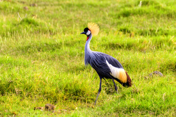 非洲肯尼亚安博塞利皇冠鸟