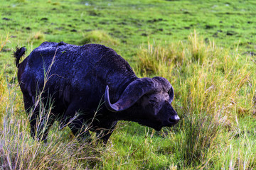 非洲肯尼亚安博塞利野水牛