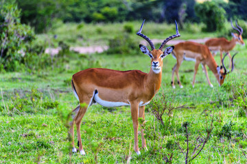 非洲肯尼亚马赛马拉黑斑羚羊