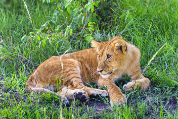非洲肯尼亚马赛马拉狮子