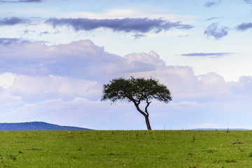 东非肯尼亚马赛马拉大草原