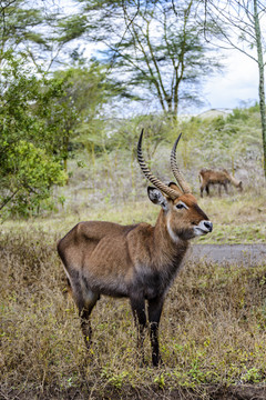 肯尼亚马赛马拉水羚羊