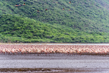 非洲肯尼亚博戈里亚火烈鸟群
