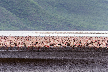 非洲肯尼亚博戈里亚火烈鸟群