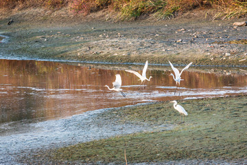 黄昏的沼泽湿地水鸟白鹭 50