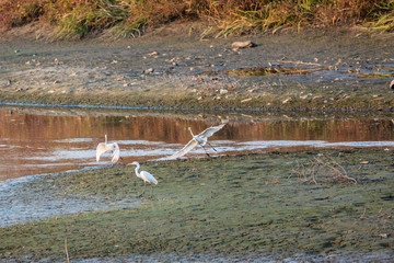 黄昏的沼泽湿地水鸟白鹭 52