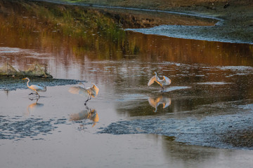 黄昏的沼泽湿地水鸟白鹭 63