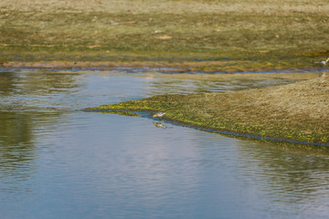 沼泽湿地里一只小鸟 30