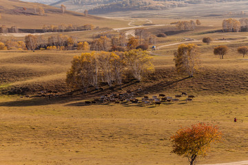 乌兰布统坝上草原秋季放牧风光