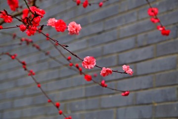 桃花 砖墙 背景