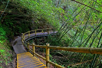 竹林 栈道