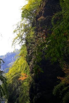 悬崖 峭壁 树木