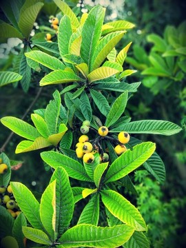 枇杷 琵琶 芦橘 芦枝