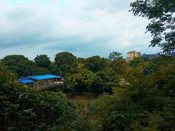 公园绿树风景