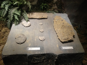 史前生物化石标本
