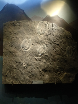 湘西虫化石