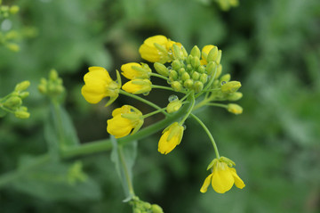 油菜花