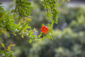 石榴花