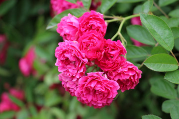 玫瑰花束