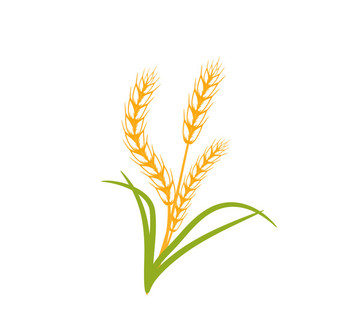麦穗