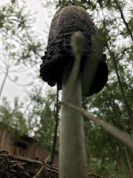 野蘑菇