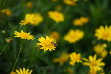 黄金菊 蜜蜂