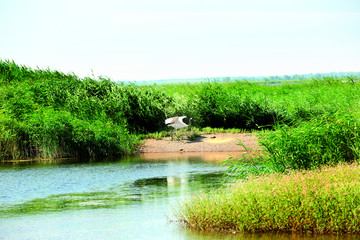 齐齐哈尔 扎龙湿地 景区
