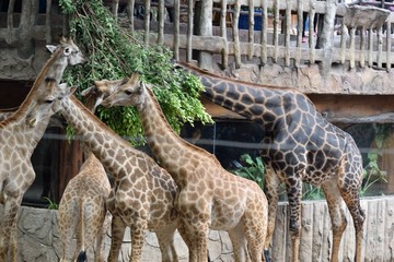 动物园的长颈鹿