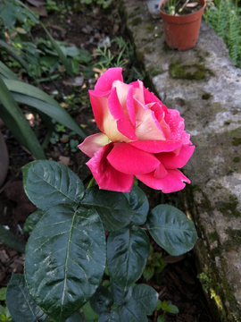 月季花