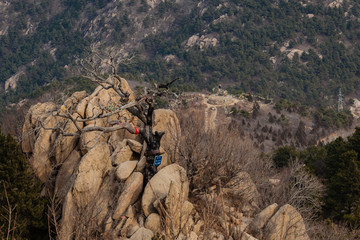 山峰岩石枯树